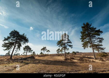 Wintermorgen in Ashdown Forest, East Sussex, England. Stockfoto