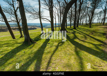 Feder am Nachmittag an chanctonbury Ring, West Sussex, England. South Downs National Park. Stockfoto