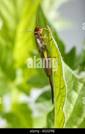 Gemeinsame earwig mit rötlichen Kopf Kamera schaut. Männliche Exemplar des Forficula auricularia hängend auf grünes Blatt Stockfoto