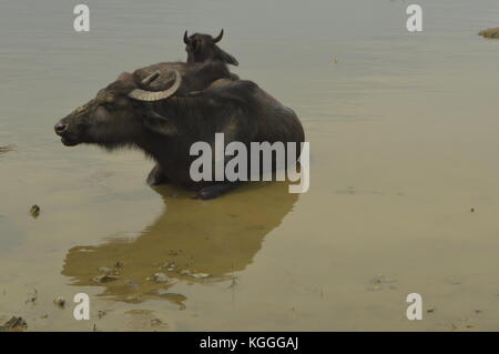Wasserbüffel im Wasser, See Phewa in Phokara, Nepal. Stockfoto
