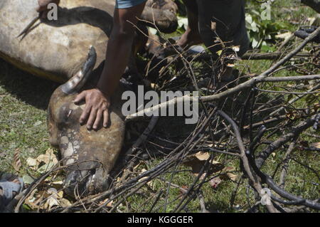 Schlachtung von Wasserbüffeln in einem kleinen nepalesischen Dorf auf humane Weise. Getötet mit 3 Schlägen der unscharfen Seite einer Axt auf dem Kopf. Alle Männer helfen. Stockfoto