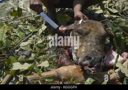 Schlachtung von Wasserbüffeln in einem kleinen nepalesischen Dorf auf humane Weise. Getötet mit 3 Schlägen der unscharfen Seite einer Axt auf dem Kopf. Alle Männer helfen. Stockfoto