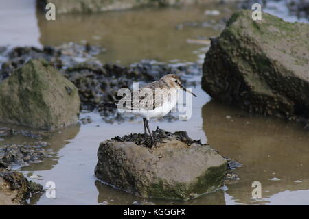 Calidris alpina oder alpenstrandläufer auf Rock mit Algen in der Mündung am Oare Marsh England Stockfoto