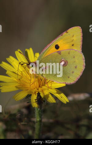 Getrübt gelben Schmetterling Fütterung auf gelbe Blume im Oktober am Oare Marsh, lateinischer Name Colias croceus. Mit einem anderen Insekt teilen das Essen Stockfoto