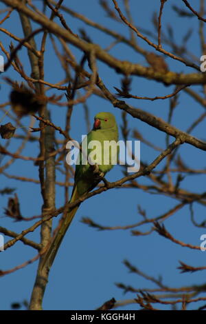 Ring-necked Parakeet, diesen Papagei in einem Baum gehockt, in der Nähe von Bexley London UK. Lateinischer Name Psittacula krameri, ein Alien interduced Vogel. Stockfoto