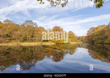 Herbst im Cannop Teiche Wald von Dean, Herefordshire, England, Großbritannien Stockfoto