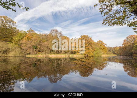 Herbst im Cannop Teiche Wald von Dean, Herefordshire, England, Großbritannien Stockfoto