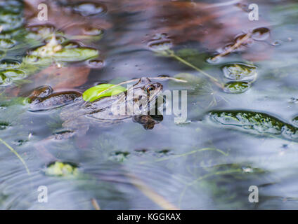 Ein Schuss von einem Frosch an der Oberfläche einer Garten Teich ruhen. Stockfoto