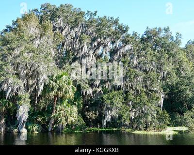 Live Oak Bäume mit hängenden Moss am Rande eines Sees in Alachua County, North Central Florida, USA. Stockfoto