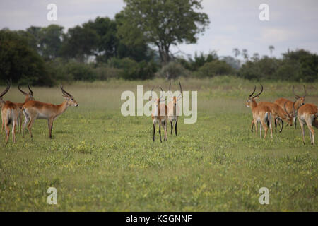 Wild Impala Antilopen in der afrikanischen Savanne Botswana Stockfoto