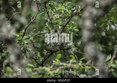 Nahaufnahme der Flechten, usnea auf Baum twing/Filiale mit flachen Fokus Stockfoto