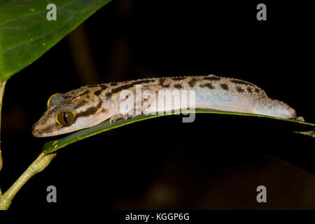 Von inger bow-fingered Gecko, cyrtodactylus pubisulcus, kleiner gecko Arten leben in Borneo rainforest. Gunung Mulu National Park. Stockfoto