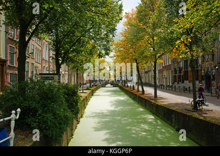 Grünen Algen auf einem von Bäumen gesäumten Kanal in Delft, Niederlande Stockfoto