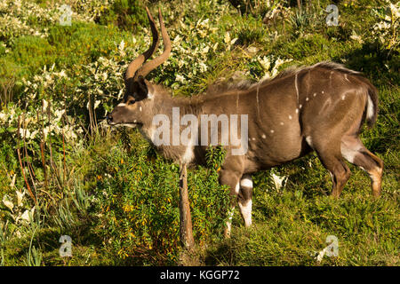 Mountain Nyala (tragelaphus buxtoni) oder balbok ist eine Antilope in großer Höhe Wald in einem kleinen Teil des zentralen Äthiopien gefunden. Bale Nationalpark. Stockfoto