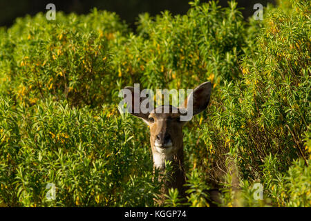 Weibliche mountain Nyala (tragelaphus buxtoni). Bale Mountains Nationalpark Stockfoto