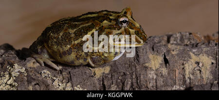 Pacman frog ceratophrys ornata Stockfoto