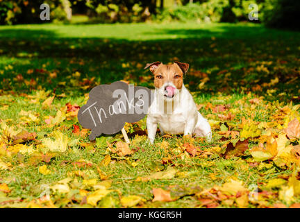 Thanksgiving Konzept mit Hund auf Herbstlaub und Platte mit 'Word' auf Stockfoto