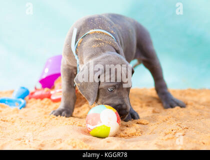 Reinrassige Dogge Welpe riechen einen Ball auf dem Sand Stockfoto