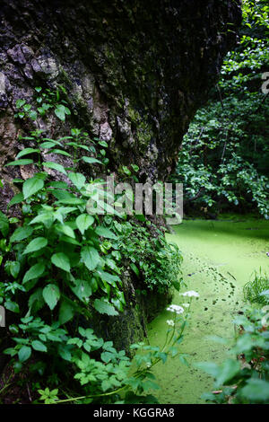 Schöne Pflanzen in hajokh Schlucht, Republik Adygeja. Stockfoto