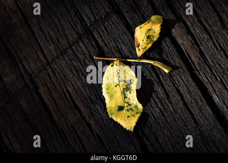 Isoliert Blätter auf Holz Stockfoto