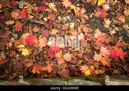 Laub von Acer japonicum Vitifolium in Devon Woodland Garden UK Stockfoto