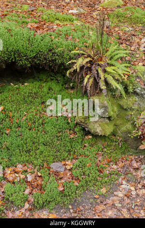 Harte Farn (Blechnum spicant), Moos und Laub, Hardcastle Crags, Heptonstall, West Yorkshire, England, Oktober Stockfoto