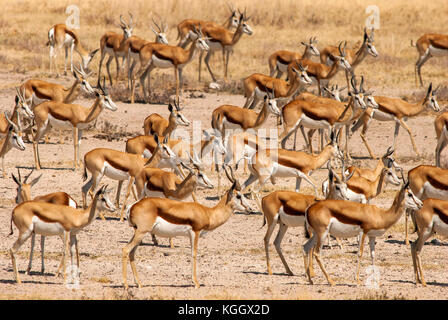 Springbock Herde warten auf Lions Salvadora Wasserloch zu verlassen ihre Umdrehung zu nehmen, ihren Durst, Salvadora, Etosha National Park, Namibia saciate Stockfoto