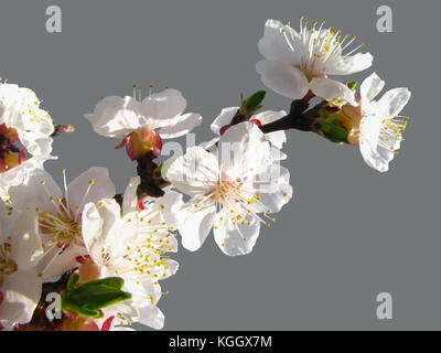 Nahaufnahme von Blooming bunte Aprikose Niederlassung in helle Frühlingssonne. Auf grauem Hintergrund. Stockfoto