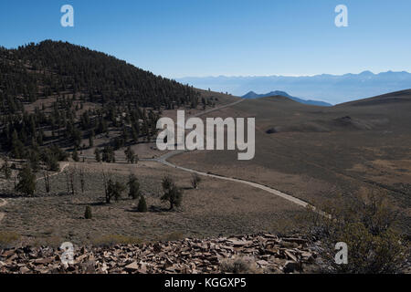 Bristlecone Pine, Ancient bristlecone Pine Forest, Big Pine, Ca, USA, White Mountains Stockfoto