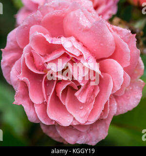 Ein Schuss von Queen Elizabeth Rose in Regentropfen fallen. Stockfoto