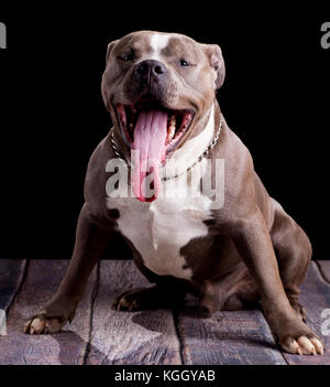 Porträt einer amerikanischen Bully Dog breed Stockfoto