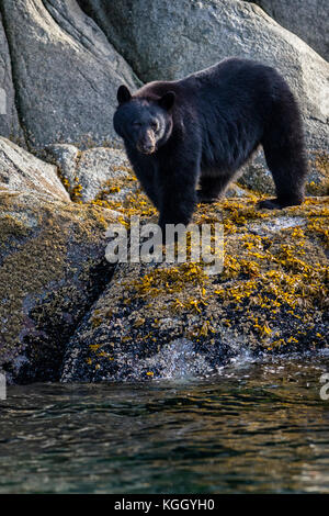 Black Bear (Ursus americanus), die entlang einer Klippe bei Ebbe im Knight Inlet, schönen British Columbia, Kanada. Stockfoto