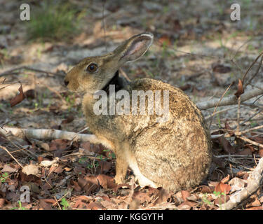 Schwarz naped Hase (lepus Nigricollis). Stockfoto