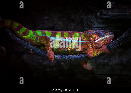Panther chameleon auf einem Zweig vor einem dunklen Hintergrund, furcifier Pardalis - ambanja Stockfoto