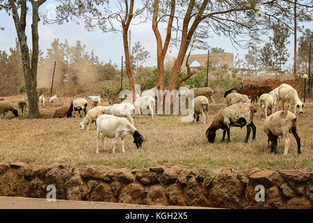 Heimische Tiere - Herde von Ziegen, Schafe und Kühe auf dem Gras am Straßenrand grasen in Nairobi, Kenia, Afrika Stockfoto