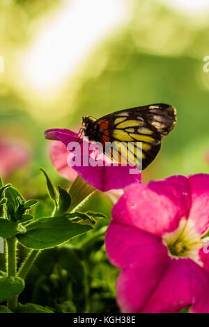 Auf Peach Blossom thront, ein Schmetterling sips Nektar und pollinates die Blumen. Stockfoto