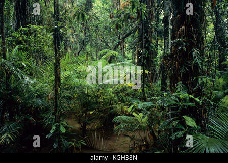 Tropischer Regenwald im Flachland, Abschnitt Cape Tribulation, Daintree National Park, Queensland, Australien Stockfoto