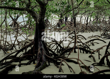 Mangroven mit Stelzenwurzeln (Rhizophora stylosa), Abschnitt Cape Tribulation, Daintree National Park, North Queensland, Australien Stockfoto