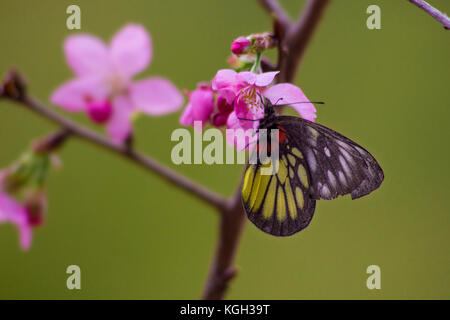 Auf Peach Blossom thront, ein Schmetterling sips Nektar und pollinates die Blumen. Stockfoto