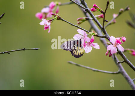 Auf Peach Blossom thront, ein Schmetterling sips Nektar und pollinates die Blumen. Stockfoto