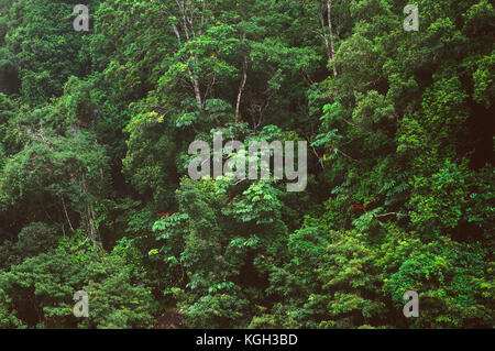 Tropischer Regenwald, Mossman Gorge. Daintree National Park, Queensland, Australien Stockfoto