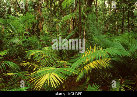 Tropischer Regenwald im Tiefland am Noah Creek. Abschnitt Cape Tribulation, Daintree National Park, North Queensland, Australien Stockfoto