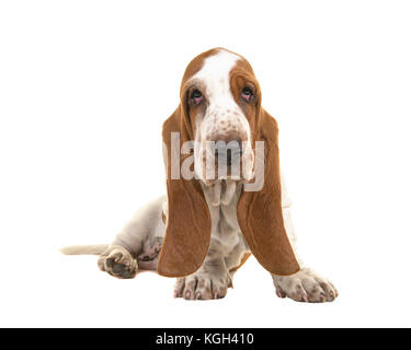 10 Wochen alt Basset Hound Welpe mit Herabhängende Augen in die Kamera sitzt auf weißem Hintergrund Stockfoto