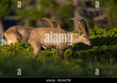 Zwei natürliche Surfen erwachsenen männlichen alpine Capra ibex Steinböcke in der Abendsonne Stockfoto