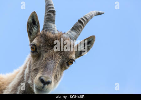 Vorderansicht portrait natürliche junge Steinböcke Steinbock blauer Himmel Stockfoto