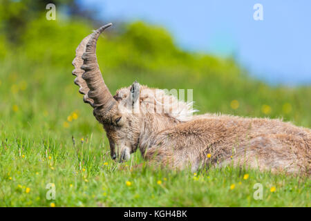 Natürliche männliche alpine Capra ibex Steinbock erholsamen, grünen Wiese Augen geschlossen Stockfoto