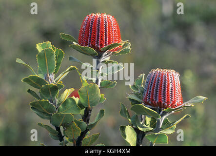 Scharlachrote Banksia (Banksia coccinea), Blütenspitzen. Stirling Range National Park, Westaustralien Stockfoto