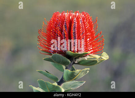 Scharlachrote Banksia (Banksia coccinea), Blütenspitze, die die vertikalen Säulen der Blume zeigt, im Gegensatz zu anderen Banksien, die eine spiralförmige Anordnung haben. Sti Stockfoto