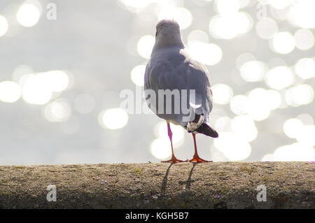 Heringsmöwe ruht an der Wand am Pool Harbor, nimmt die Sommersonne auf und bietet einen Blick über die Bucht. Üppiges Bokeh Sonnenlicht hüpft das Meerwasser Stockfoto