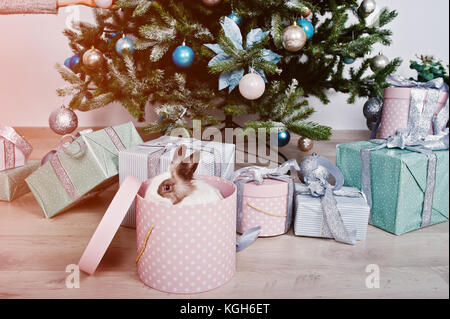 Funny Bunny Kaninchen bei Geschenke Box unter Neues Jahr Baum. happy Winterurlaub Konzept. Stockfoto